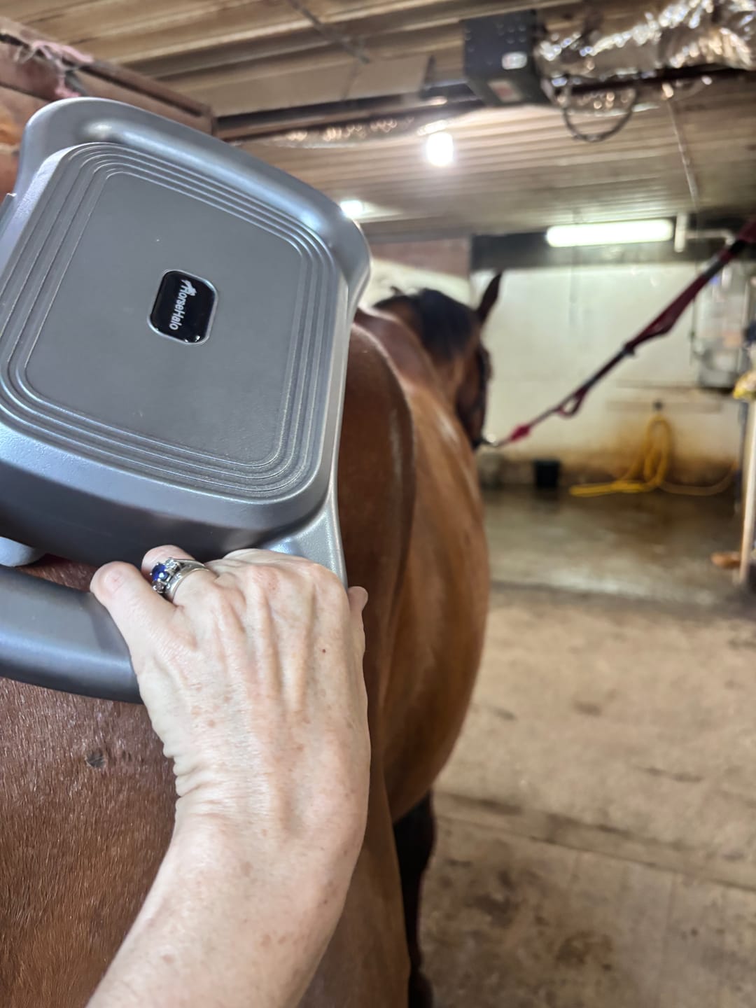 Customer photo review of HorseHalo™ 8 Heads Red Light Massage Gun