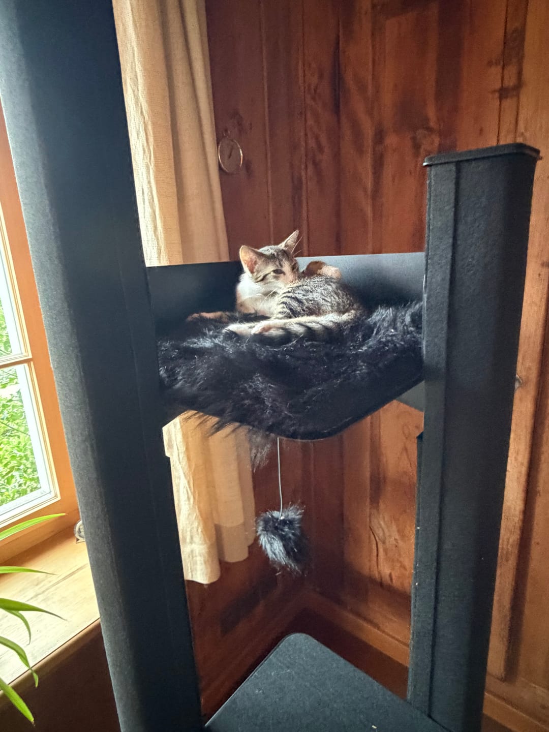 Customer photo review of STYA Katzen Kratzbaum MS610 | Schwarz