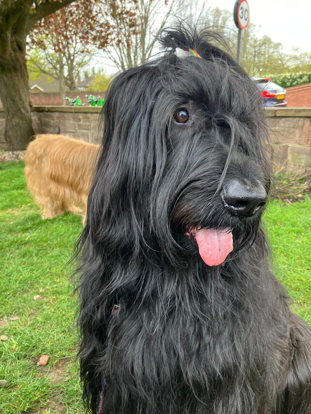 Customer photo review of Natural Scottish Salmon Oil 300ml | For Dogs & Cats