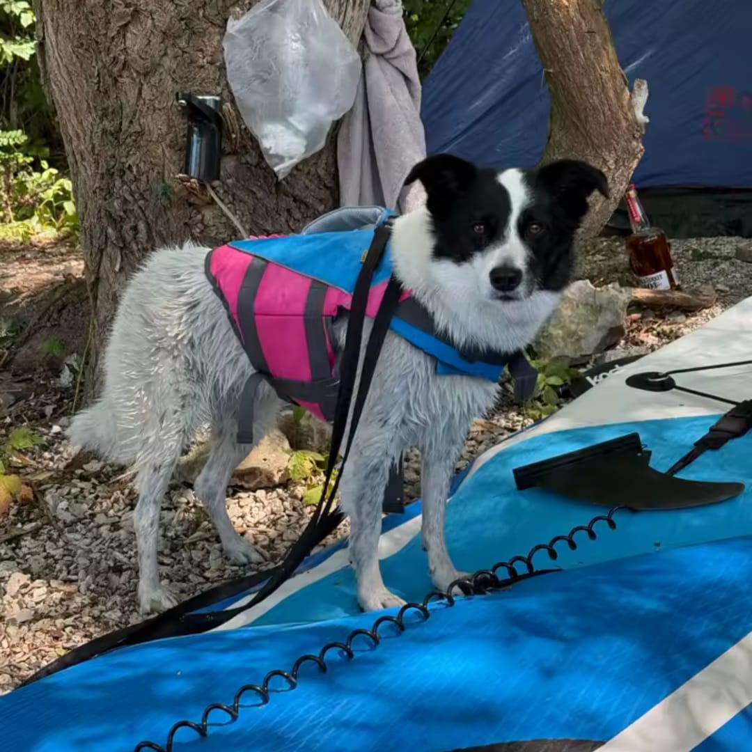 Customer photo review of Dog Life Jacket