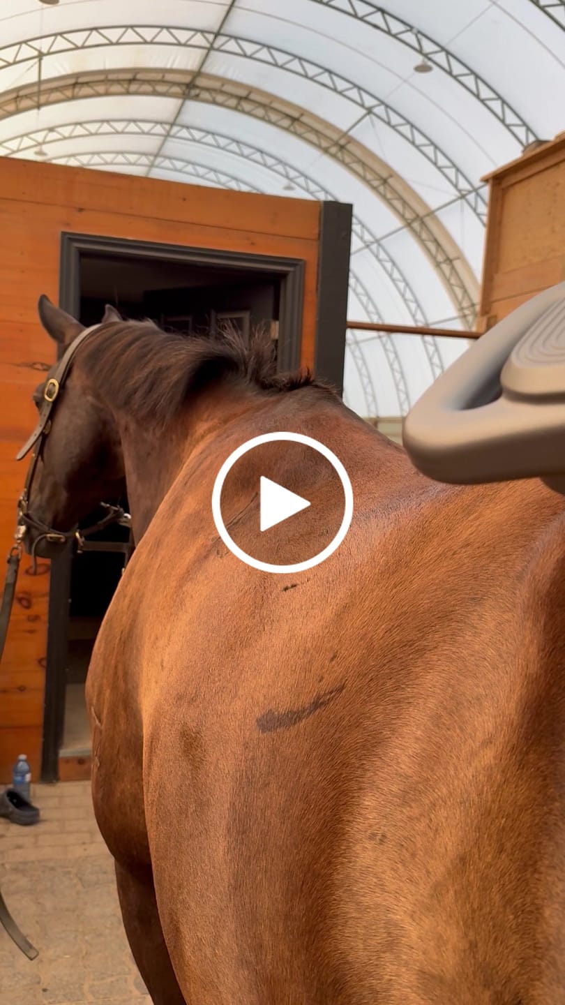 Customer video review of HorseHalo™ 8 Heads Red Light Massage Gun