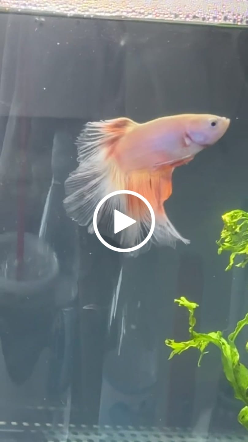 Customer video review of Pink Sakura Halfmoon Male Betta Fish | Grower Pick
