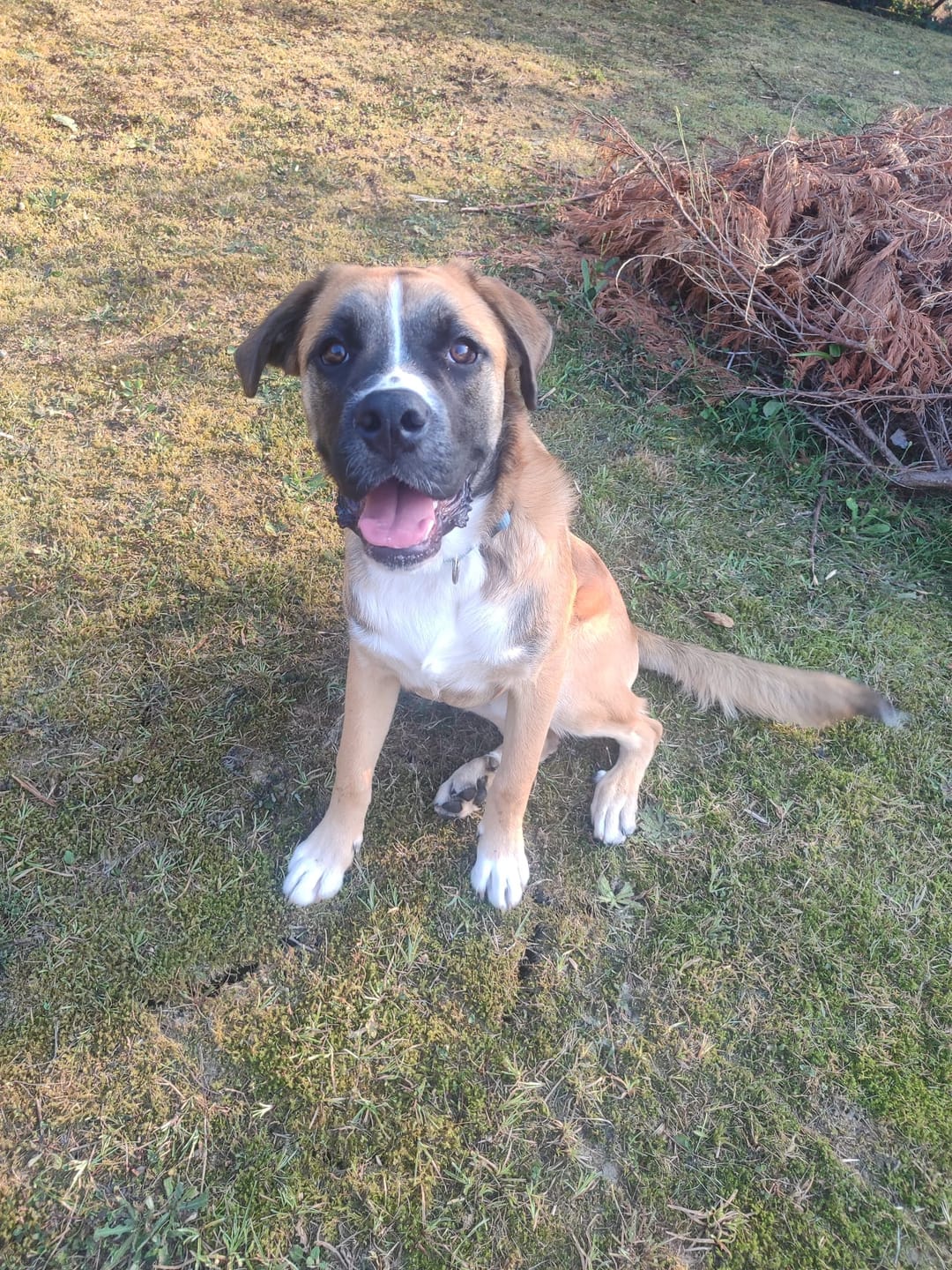 Customer photo review of Grain Free Giant Puppy