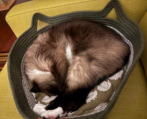 Customer's cat curled up and sleeping inside an Instinct Basket on a couch.