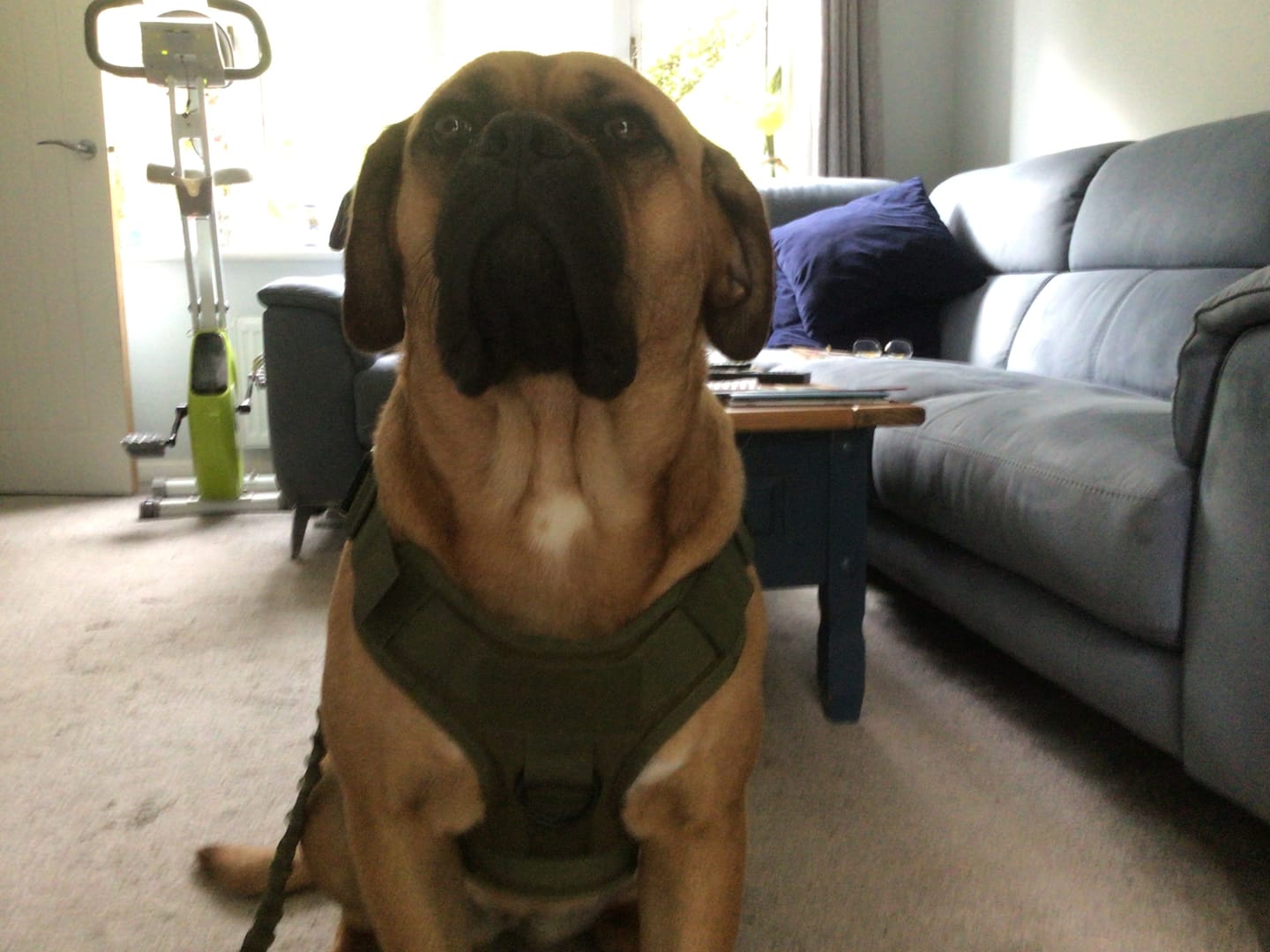 Customer photo review of 6-in-1 Full Tactical Set- Harness, collar, leash and MOLLE pouches