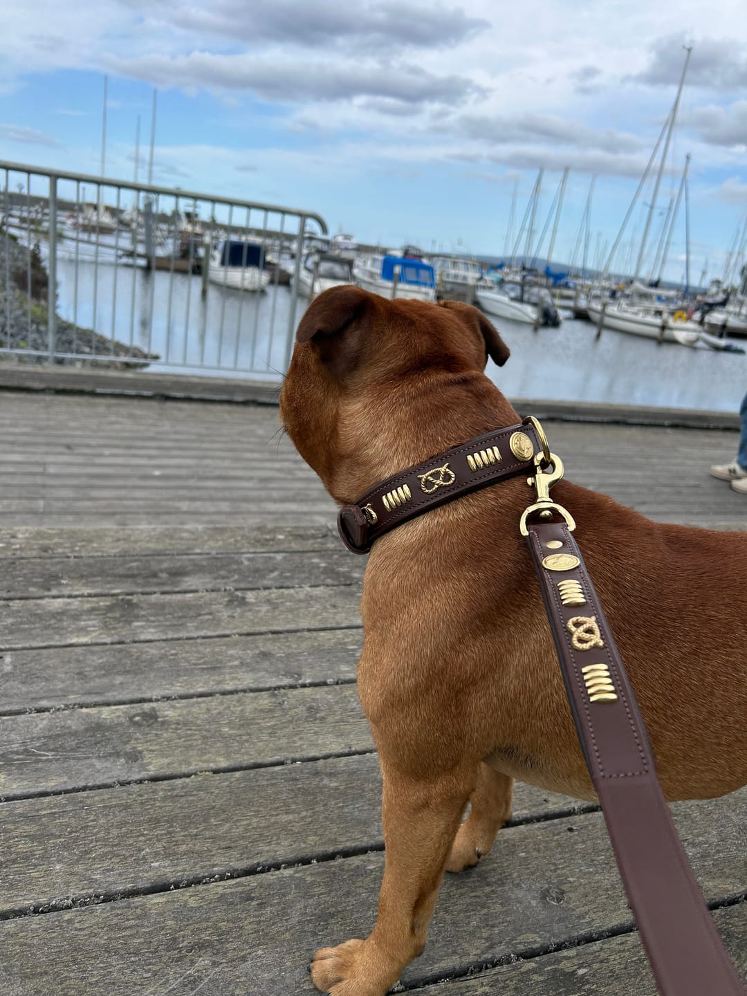 Customer photo review of Staffordshire Bull Terrier 1935® Leather Collar & Leash Set - Gladiator - Brown/Gold