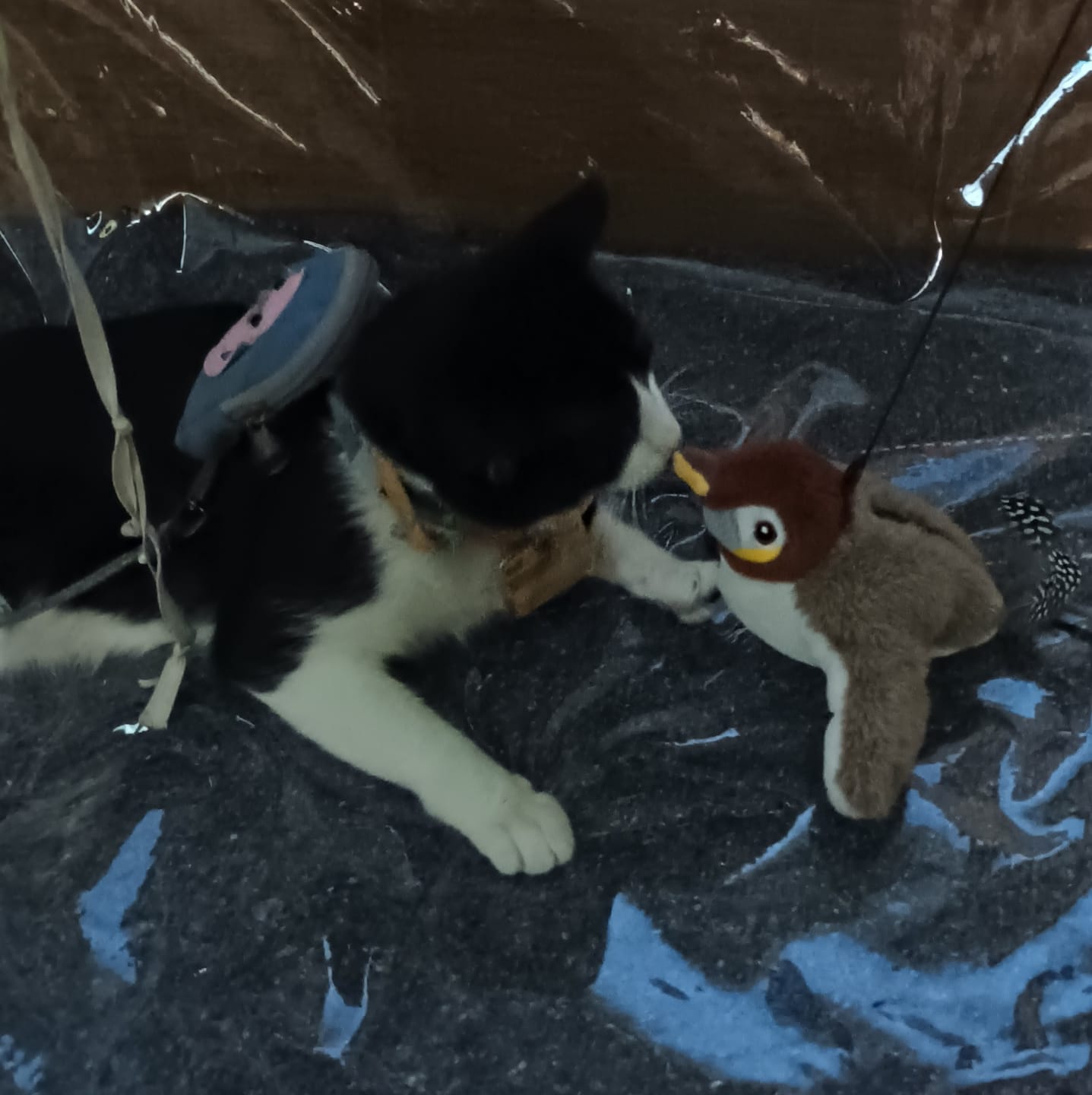 Customer photo review of CT2418 1 Pieza De Juguete Ave Aleteador Para Mascota