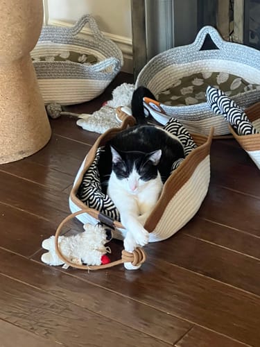 Customer's black and white cat sleeping in a round, striped Instinct Basket on a wooden floor.