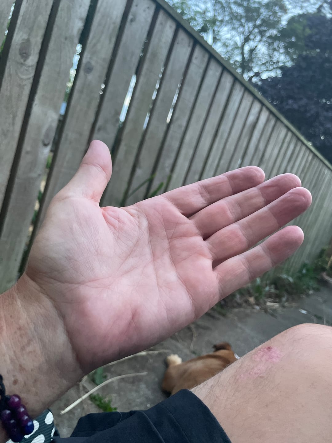 Customer photo review of Gold Dust - Cocoa twin