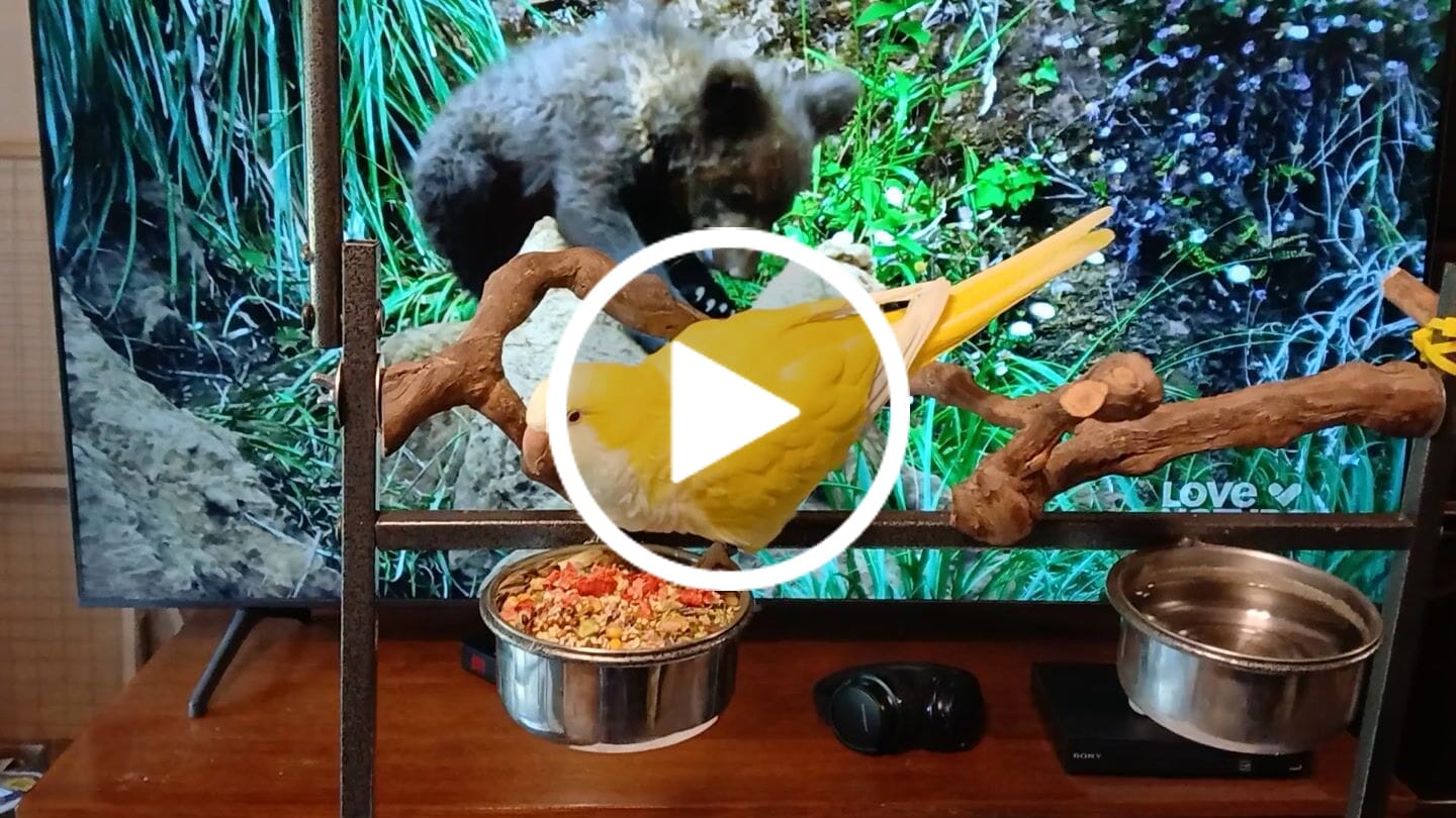 Customer video review of Bird Bites Freeze Dried Chop - Totally Veggies - No Fruit