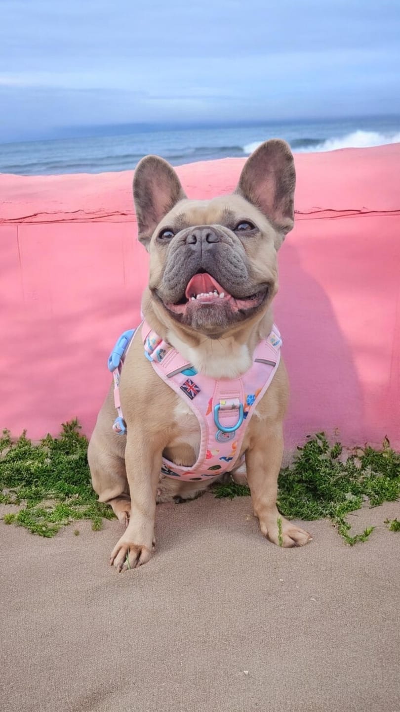 Customer photo review of Anti Pull Hurricane Harness Lighter | With Handle - BalmyBillows Pink