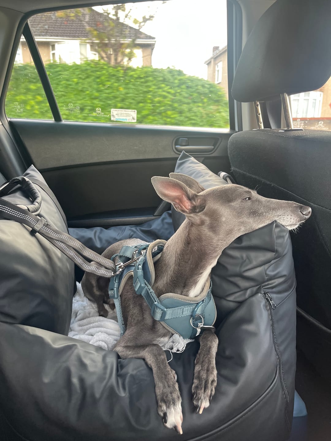 Customer photo review of The Dog Dock V2 New & Improved with ISO Fix