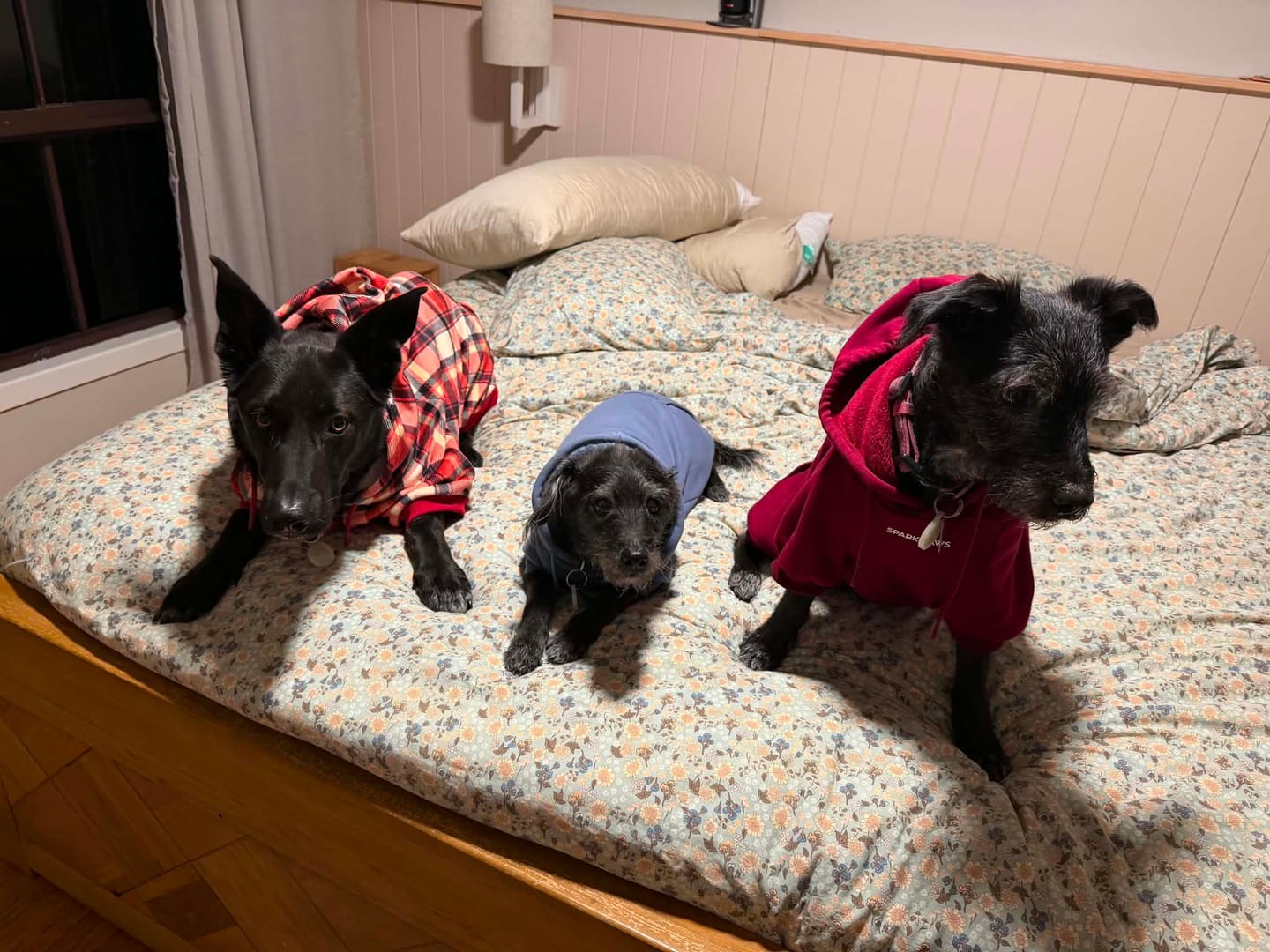 Customer photo review of Red Plaid Dog Hoodie