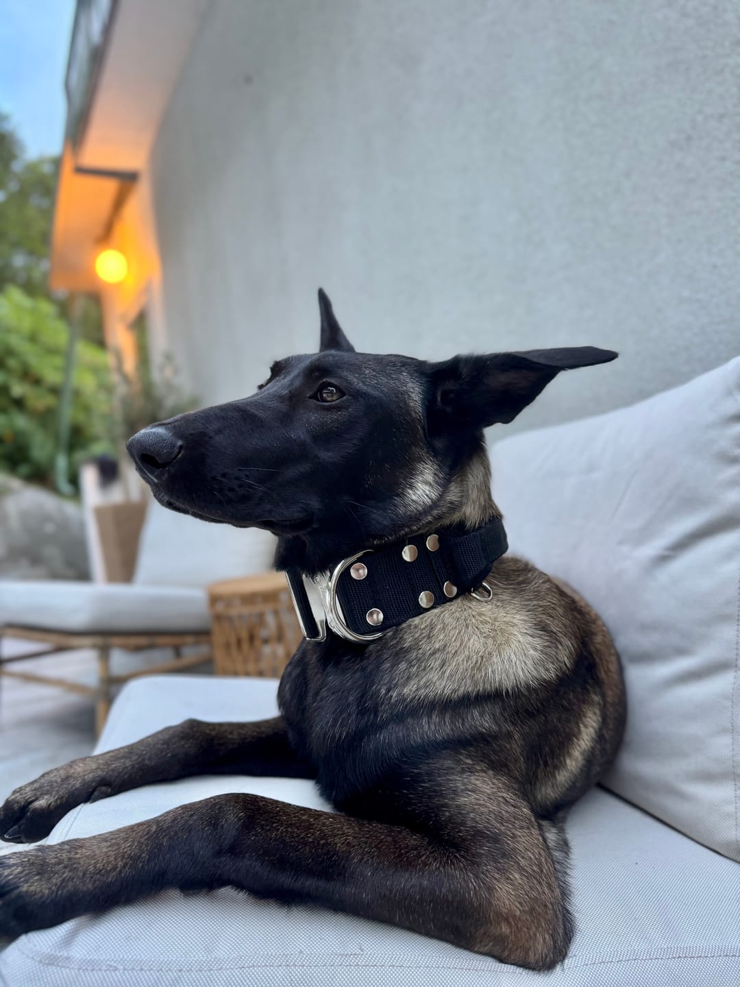 Customer photo review of Extreme Silver Buckle Svart - Starkt och säkert halsband
