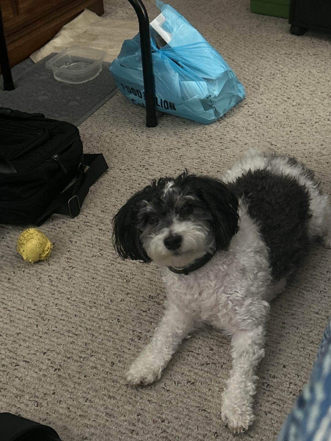 Customer photo review of FurLife™ 8 Months Flea and Tick Free