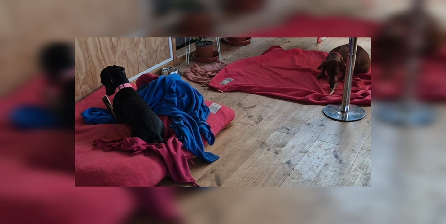 Customer photo review of Asta de ciervo para perros - Regular