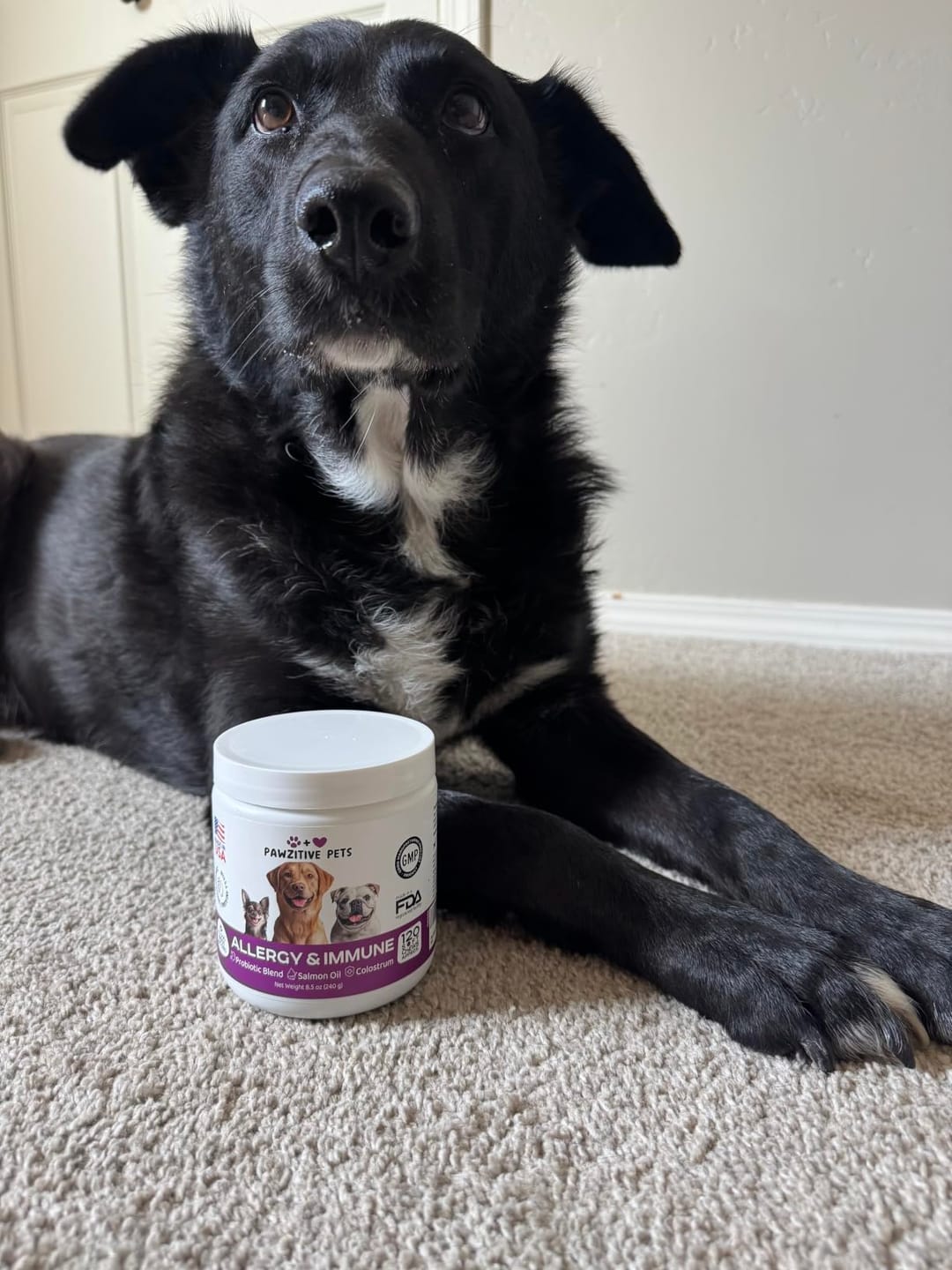 Customer photo review of Dog Allergy Chews for Itchy Skin, Paw Licking & Seasonal Allergies – Immune Support, 120 Soft Chews (Beef Flavor)