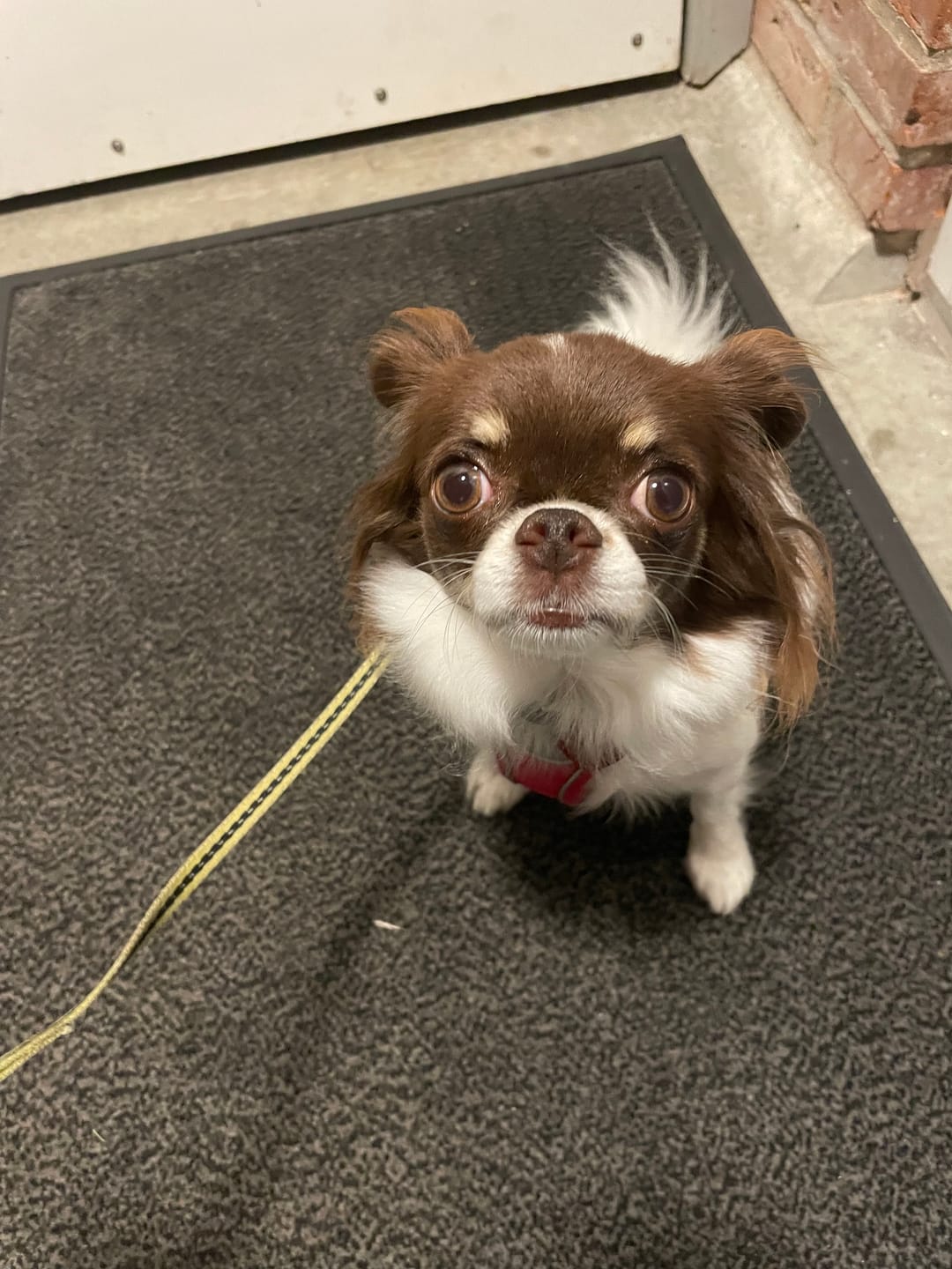 Customer photo review of Dog Copenhagen Comfort Walk Go™ hundesele Wild Rose
