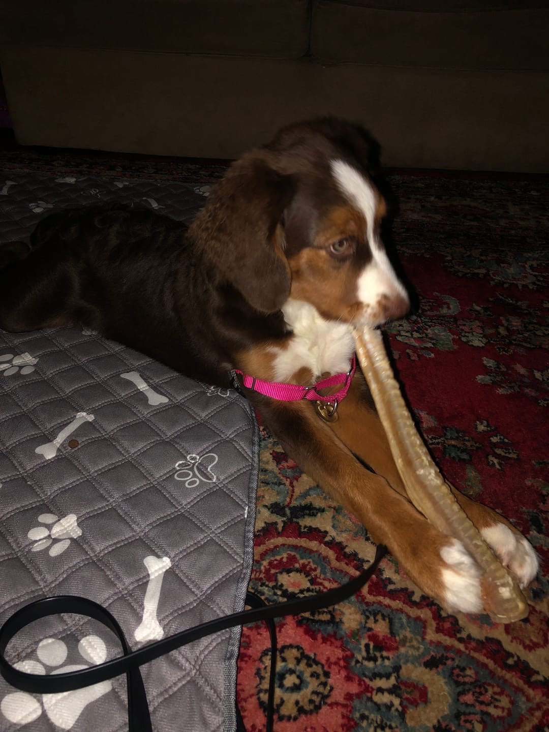 Customer photo review of 12 Inch Beef Trachea