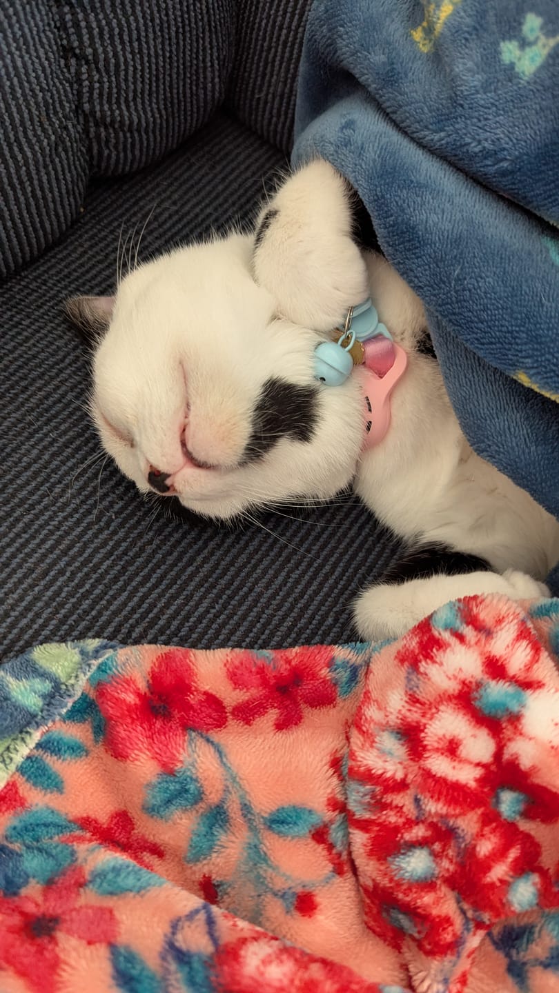 Customer photo review of Cat Allergy Relief & Immune Support – Natural Remedy for Sneezing, Itching & Seasonal Allergies