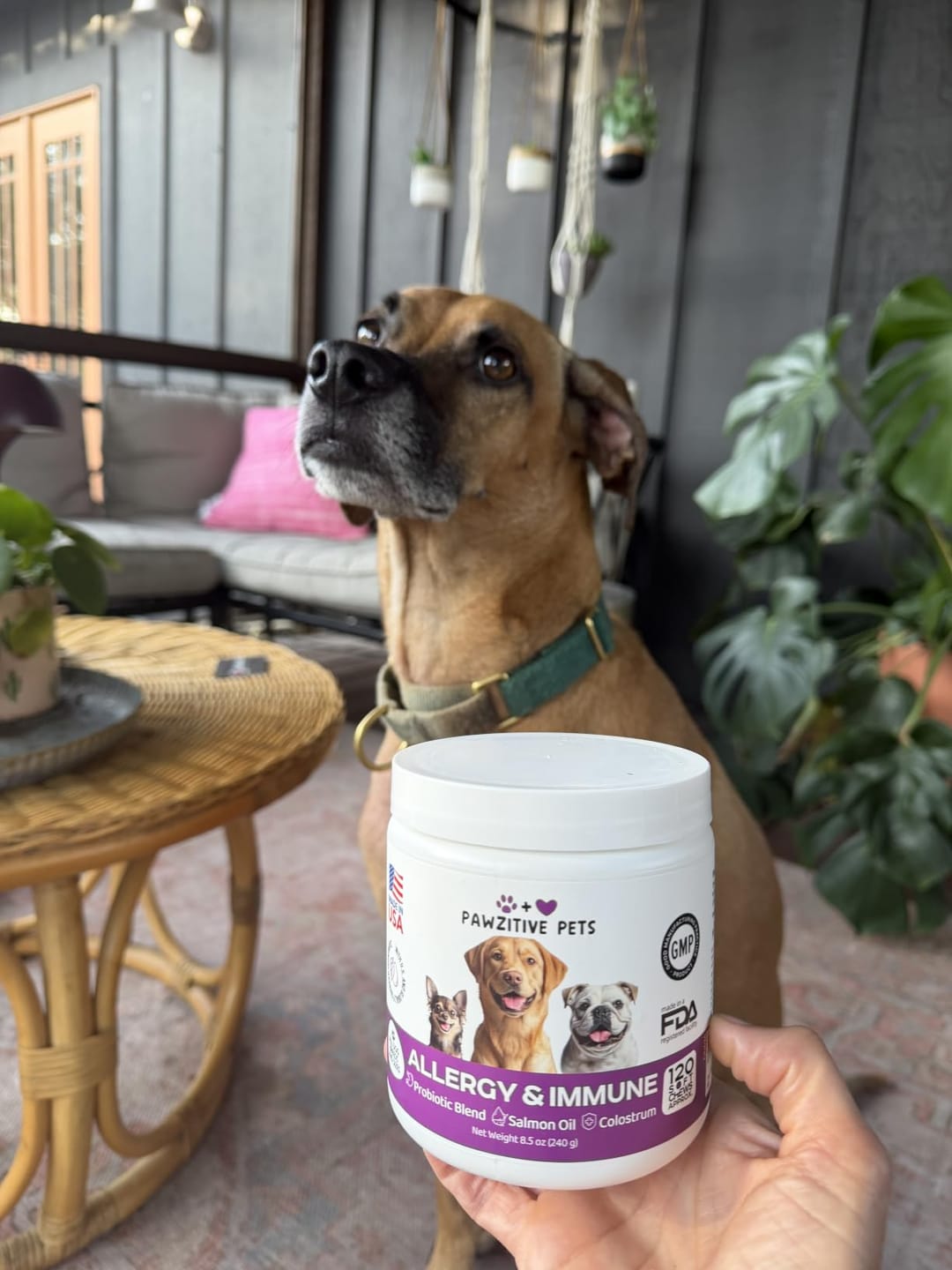 Customer photo review of Dog Allergy Chews for Itchy Skin, Paw Licking & Seasonal Allergies – Immune Support, 120 Soft Chews (Beef Flavor)