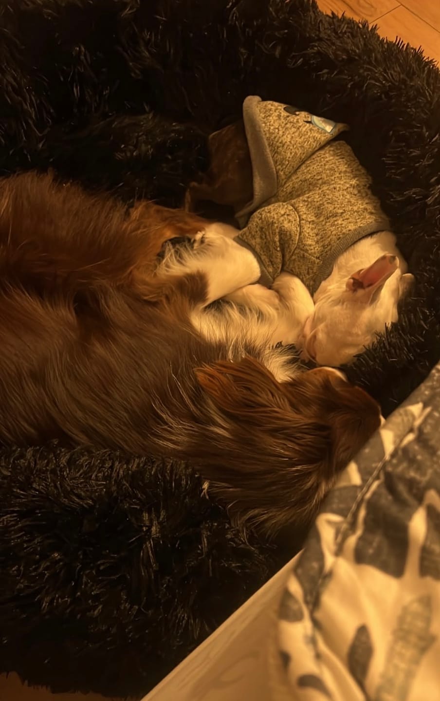 Customer photo review of Cama Anti-Estrés THE DOGS — Menos ansiedad, más descanso