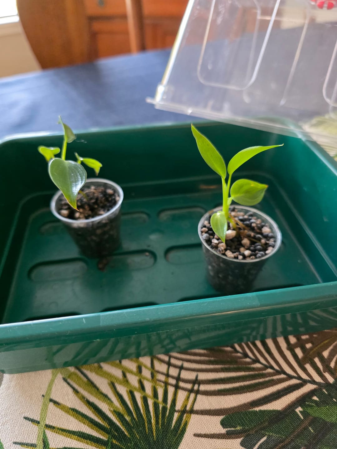 Customer photo of Philodendron Spiritus Sancti
