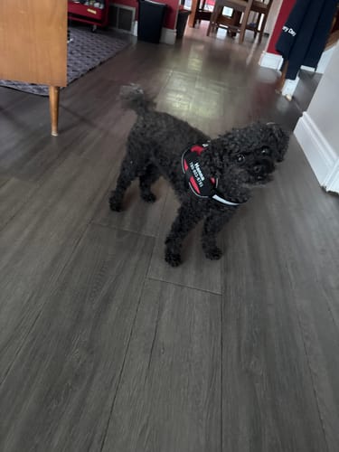 Customer's Dogshood Easy On harness worn by a small curly-haired dog standing on a wooden floor.