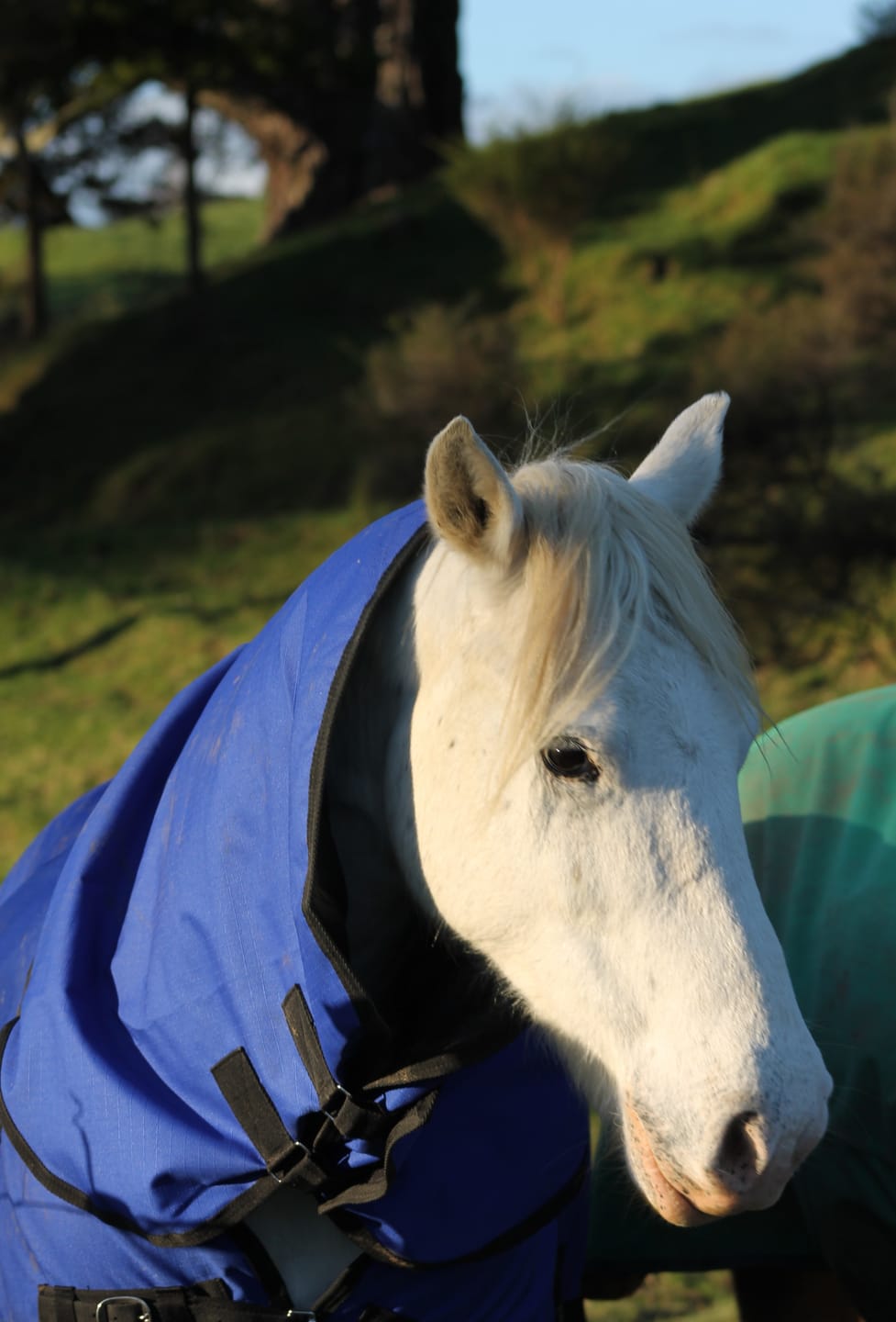 Customer photo review of NZ Tack Duke 1200D Combo FREE SHIPPING