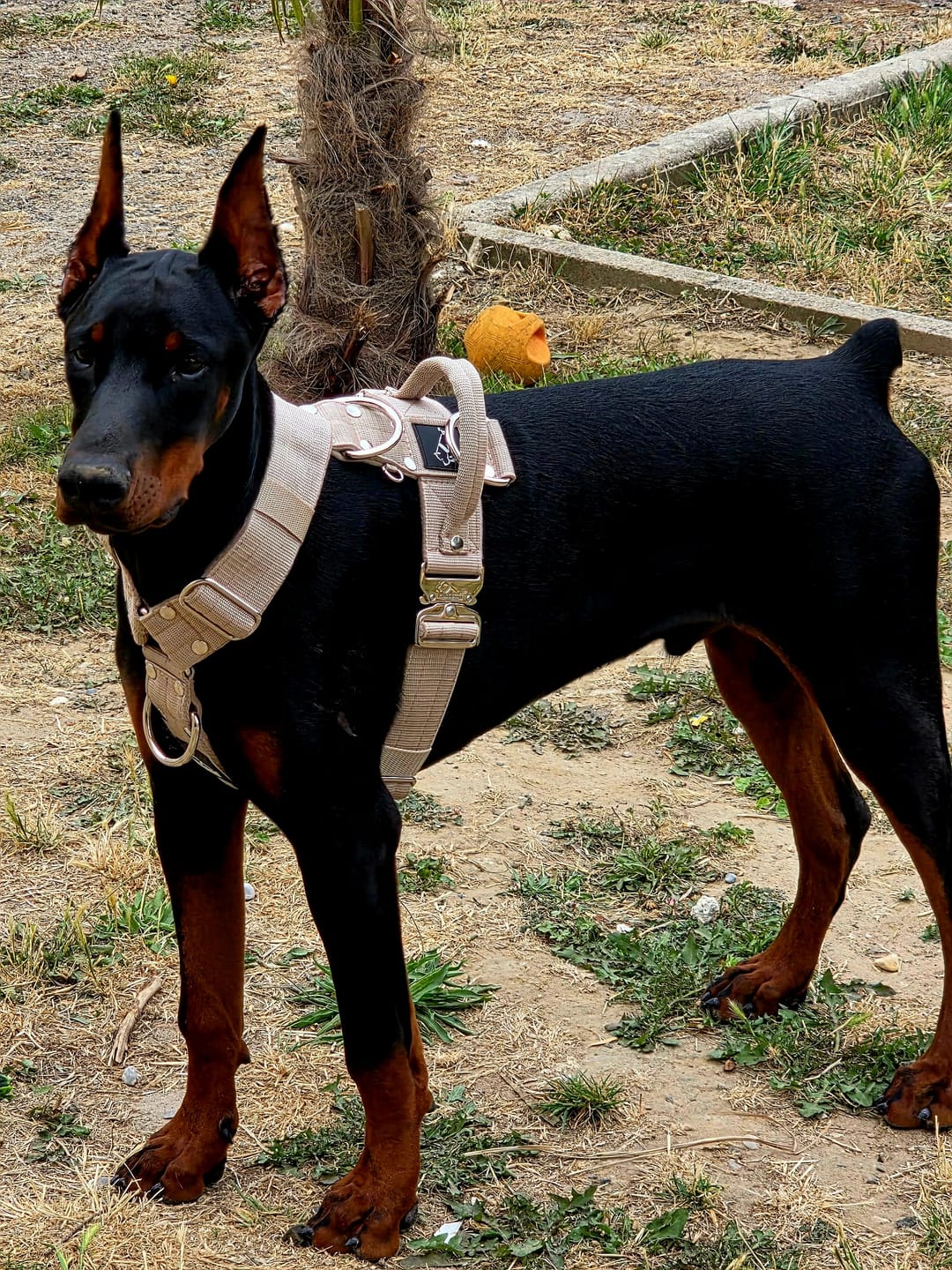 Customer photo review of Guard Leash Beige - Väktarkoppel med extra handtag