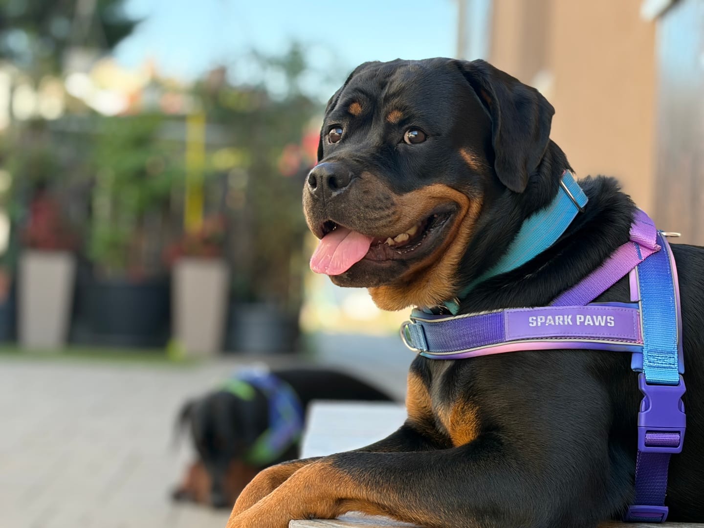 Customer photo review of Grab & Go Harness