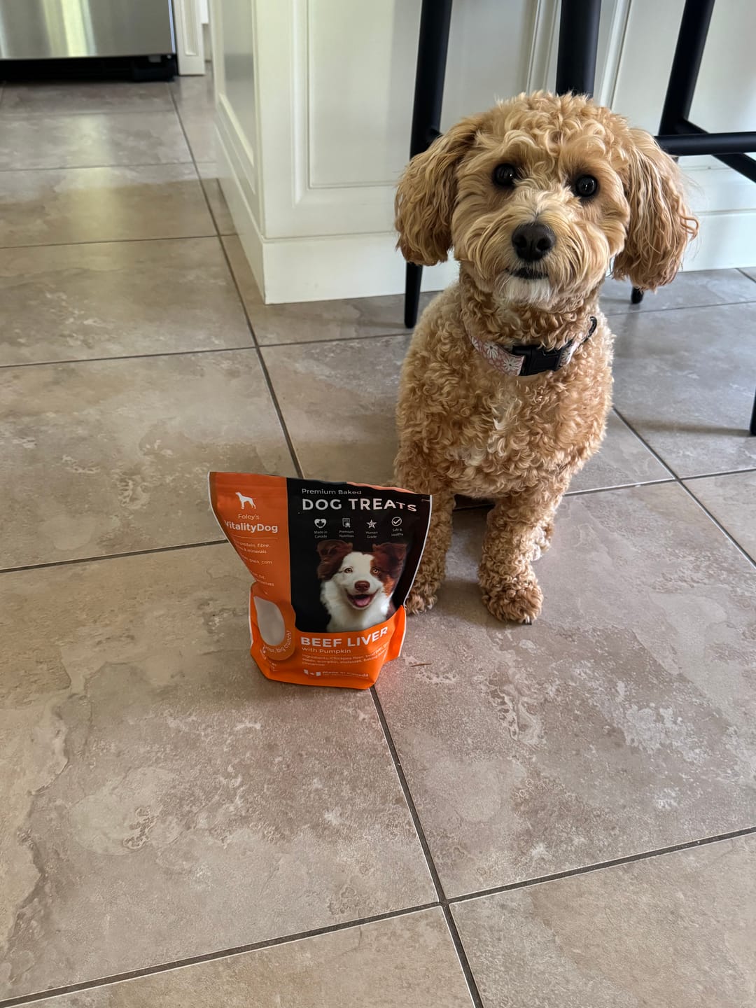 Customer photo review of VitalityDog - 7 Pack Bundle