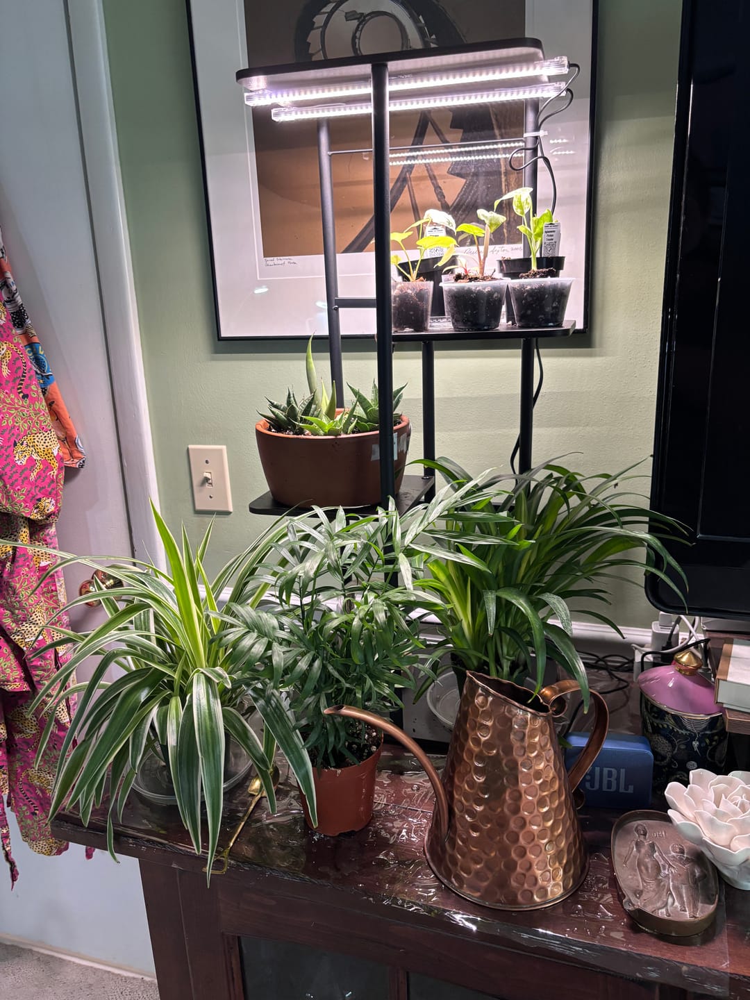 Customer photo review of Spider Plant Chlorophytum comosum