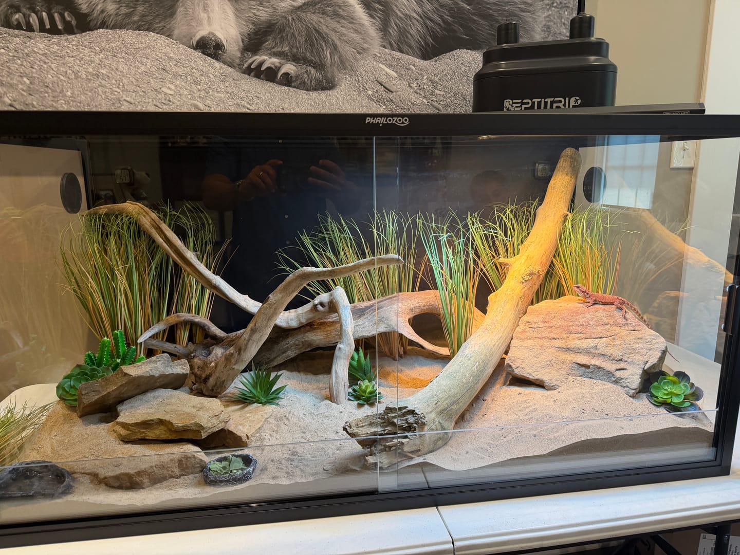 Customer photo review of 120 Gallon Bearded Dragon Enclosure 4x2x2