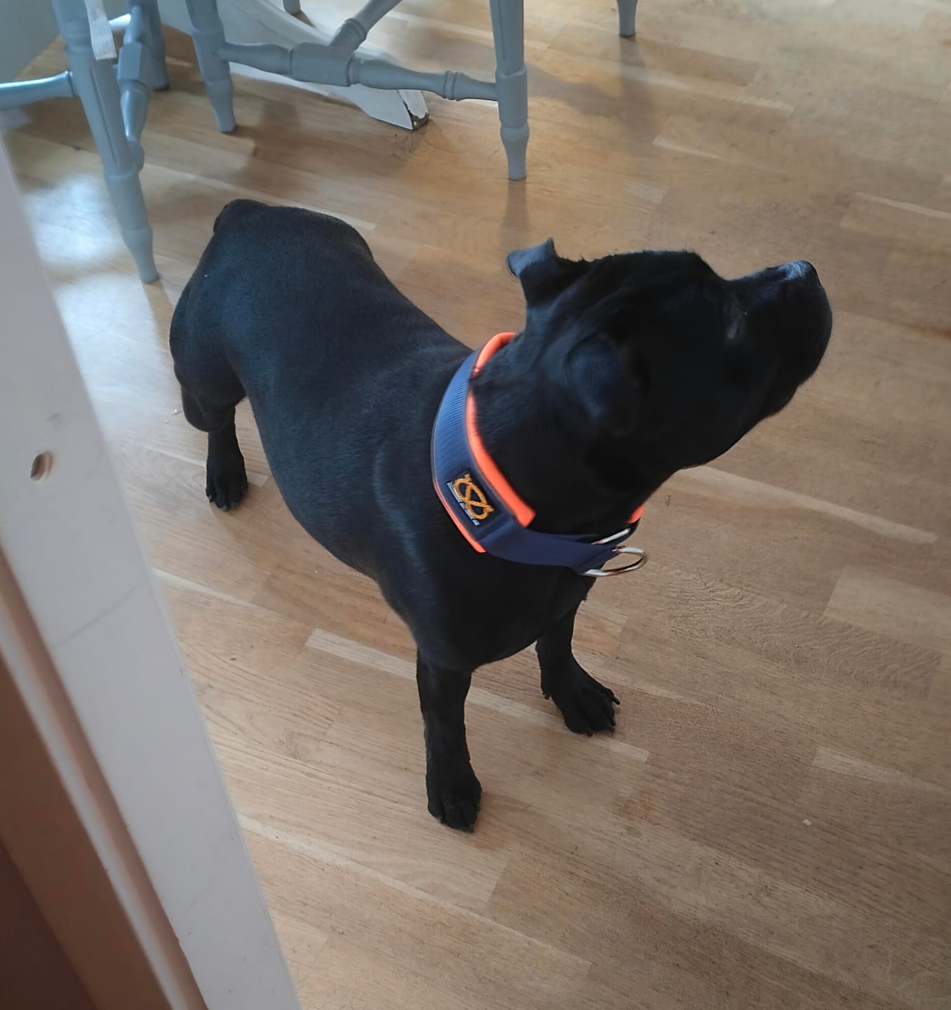 Customer photo review of Staffordshire Bull Terrier 1935® Martingale Collar - Navy Blue & Neon Orange