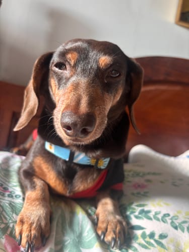 Customer photo review of Collar Uruguay AUF (Perro)
