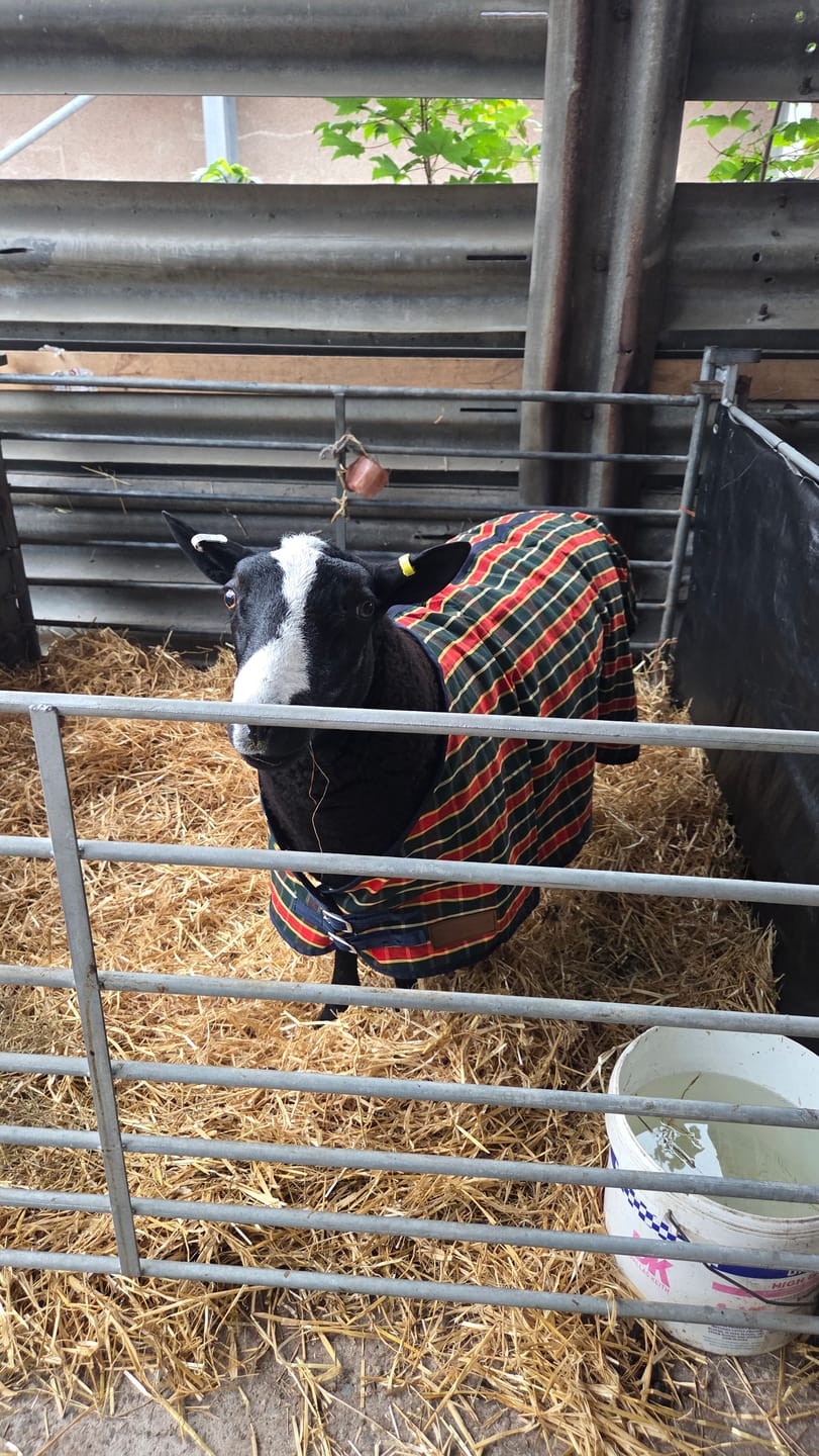 Customer photo review of Travel & Show Sheep Coat