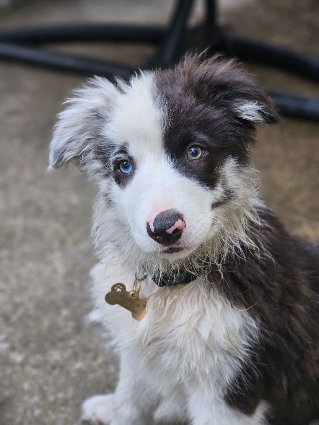 Customer photo review of Bone Shapes Dog Tag