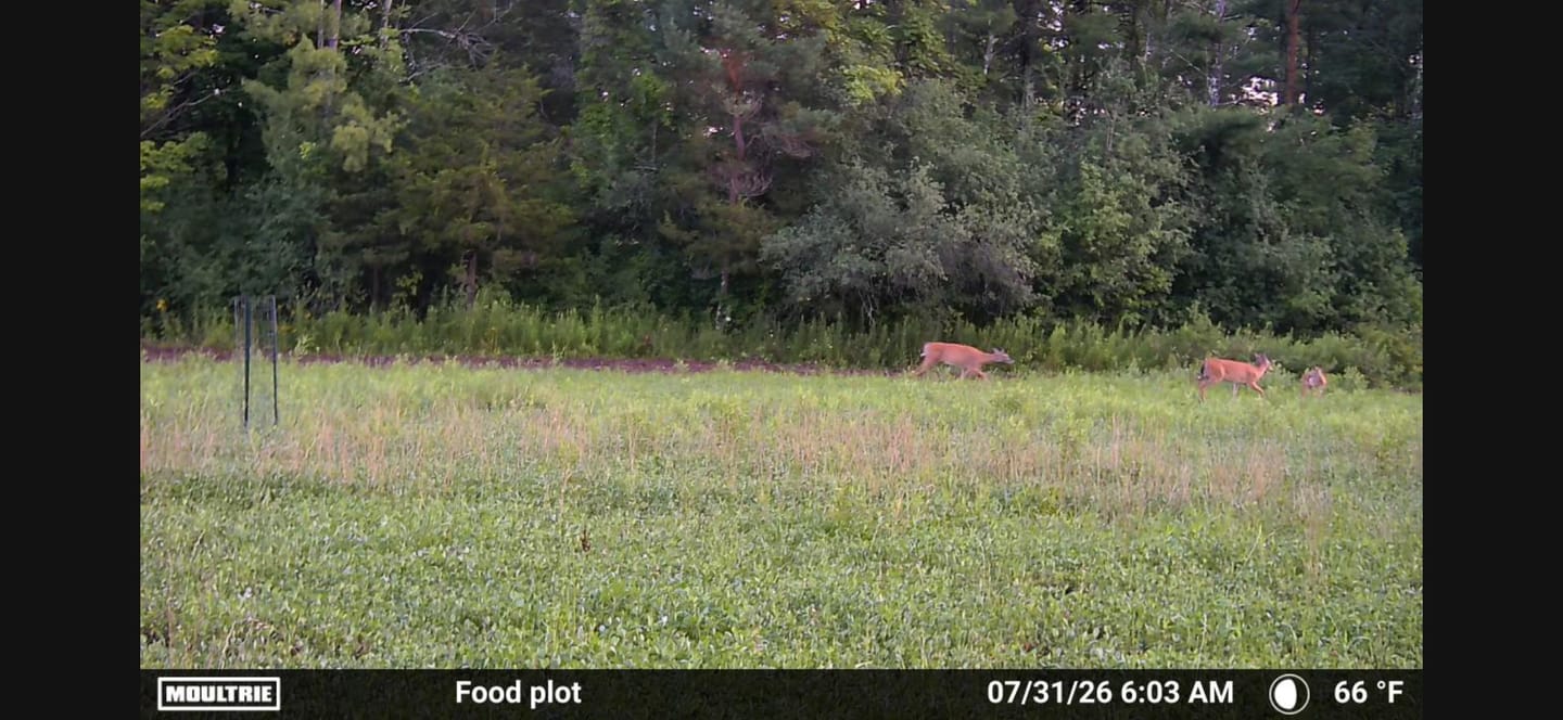Customer photo review of Clover Blend Food Plot Seed