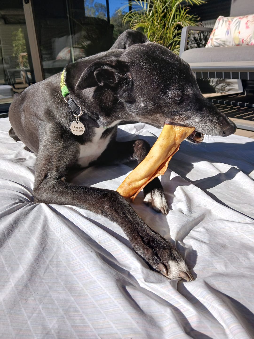 Customer photo review of Cow Skin Rolls (10 Pack) Long Lasting Chews