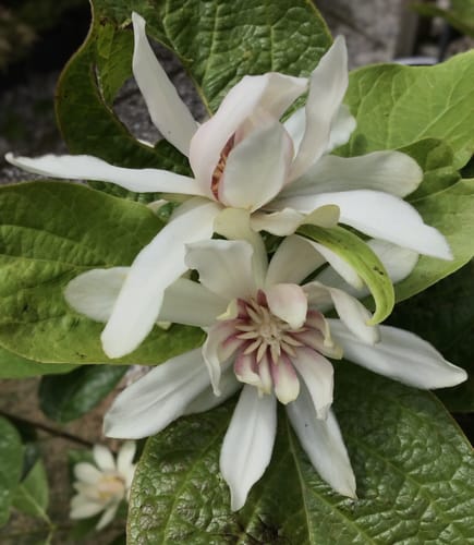 Customer photo review of Specerijstruik - Calycanthus 'Venus'