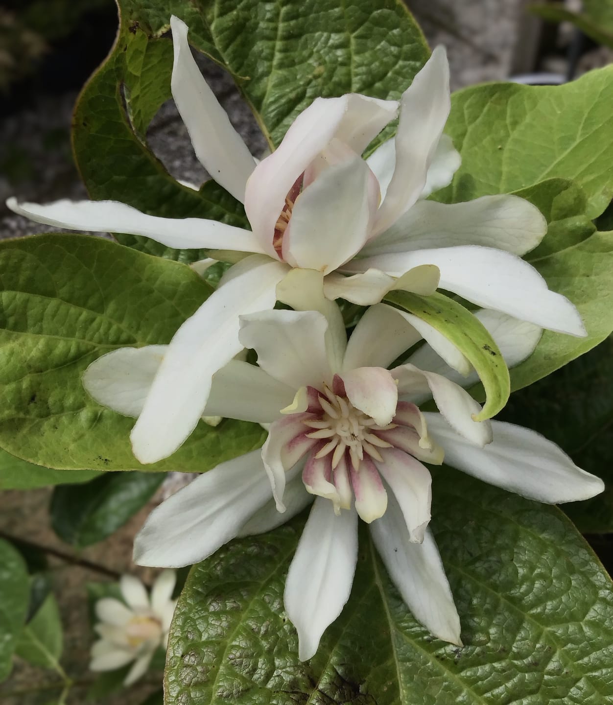 Customer photo review of Specerijstruik - Calycanthus 'Venus'