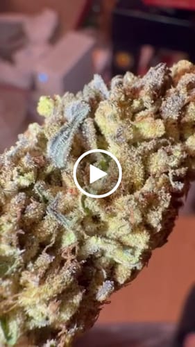 Customer video review of THC-A Flower California Love