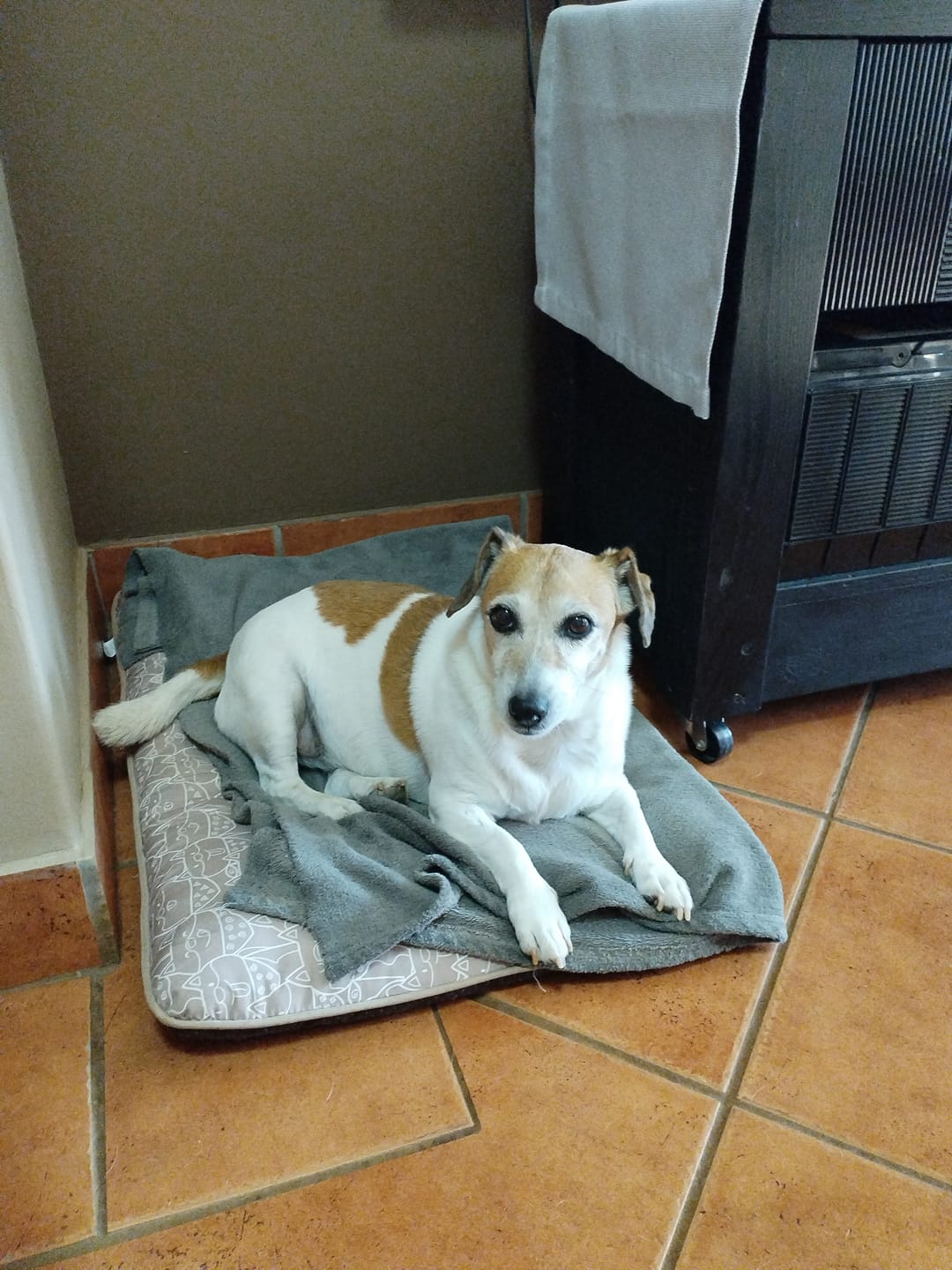 Customer photo review of Natural Canine Care | FlexCare - Joint & Movement Support for Dogs