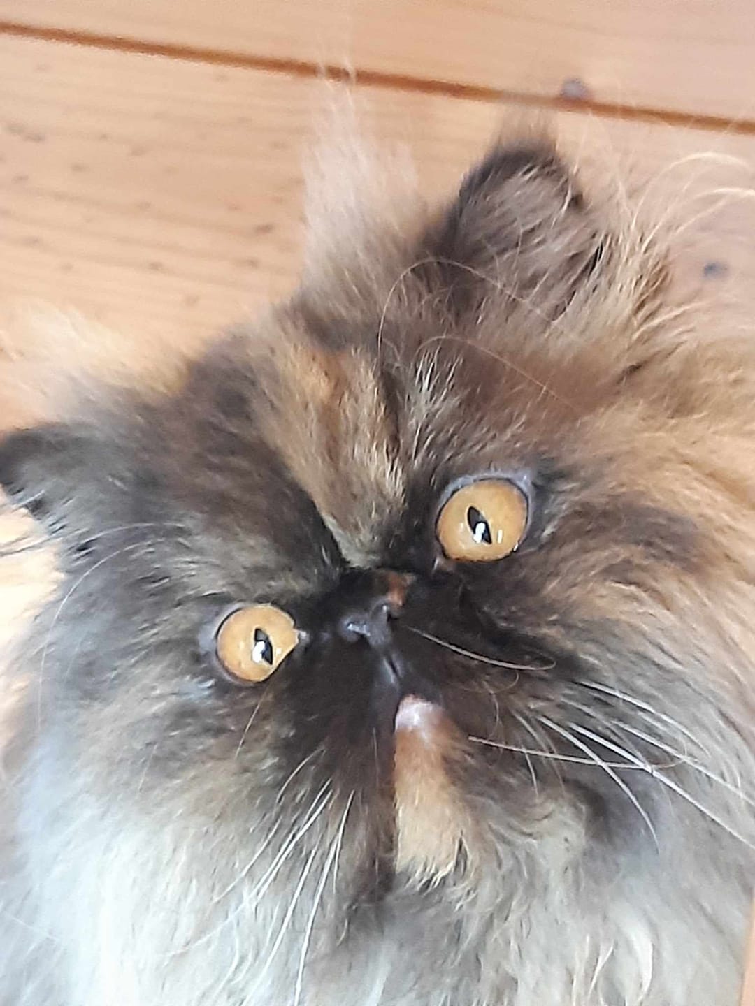 Customer photo review of Pro Plan FortiFlora Feline Probiotic Supplement 1g x 30