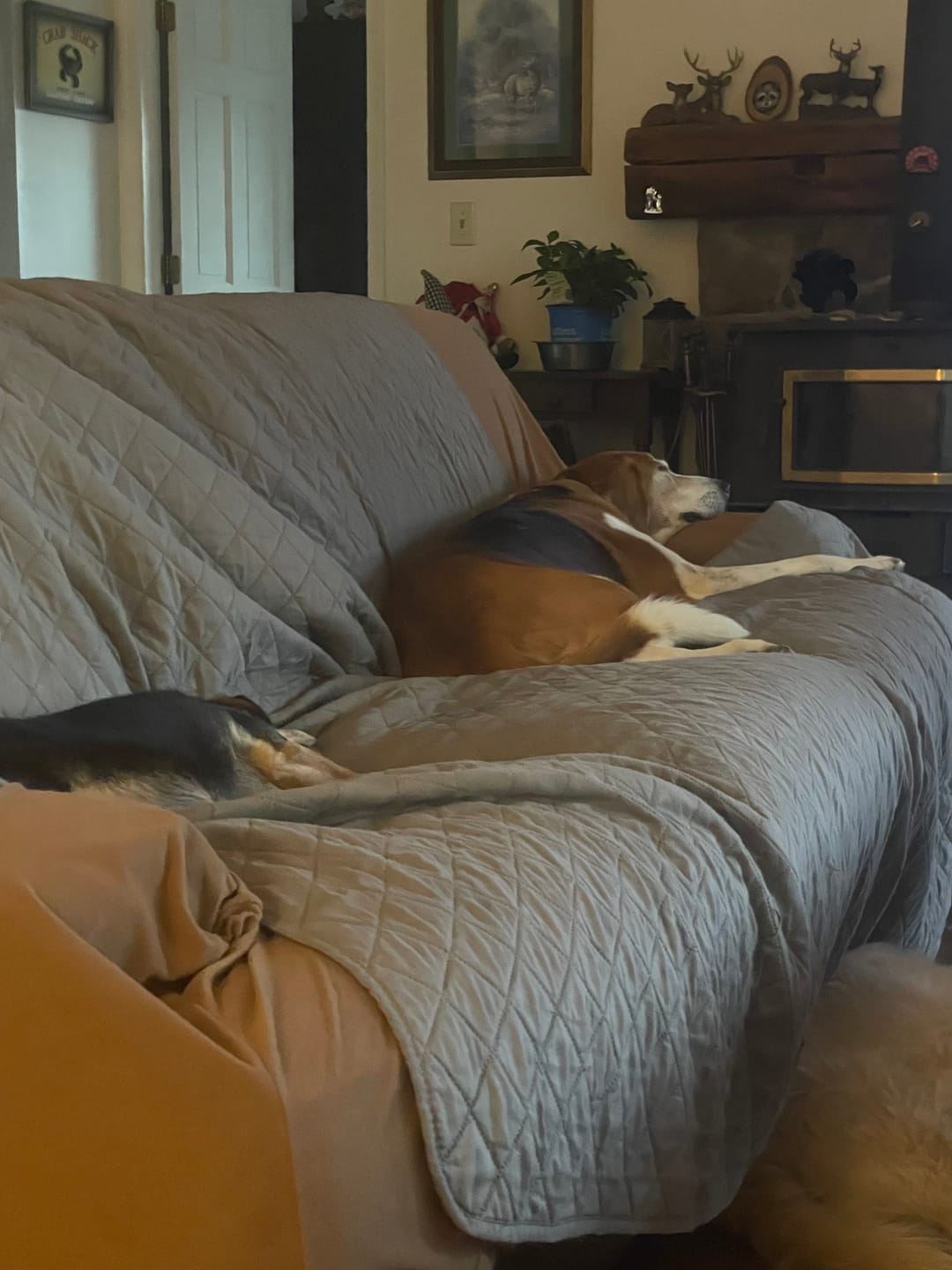 Customer photo review of FurLife™ - Natural Pheromone Calming Collar