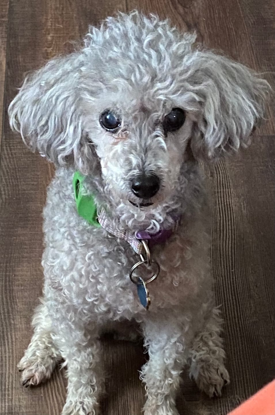 Customer photo review of FurLife™ - 12 Months All Natural Flea and Tick Tags for Dogs