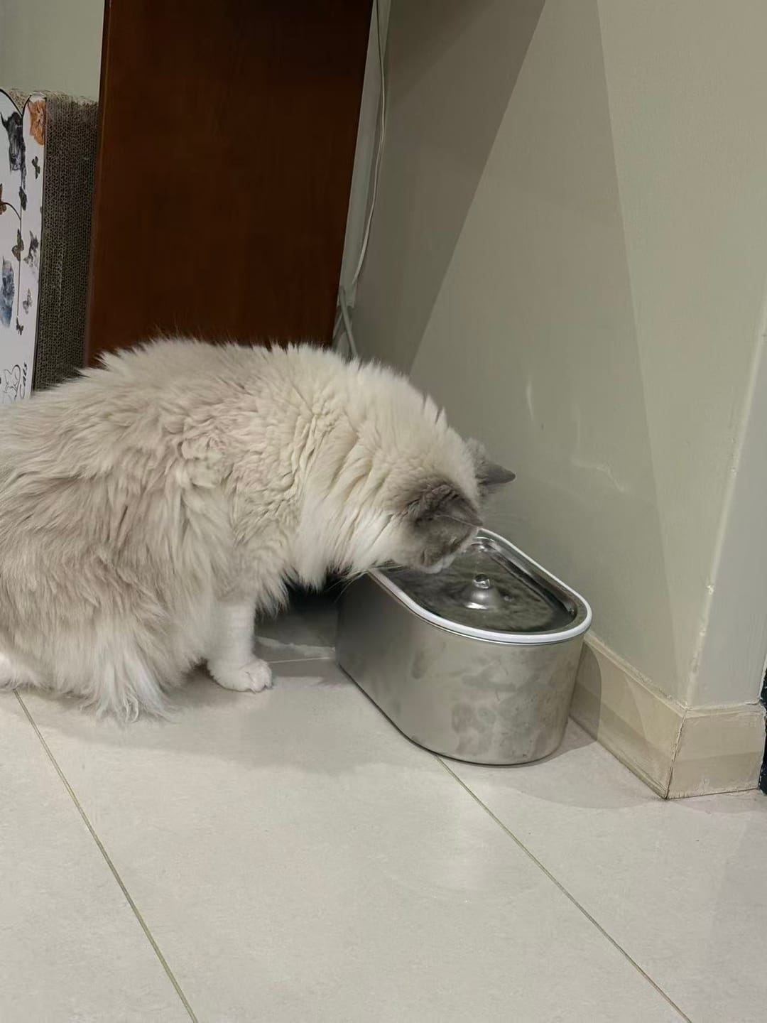 Customer photo review of Petbuds Flow Pet Drinking Fountain