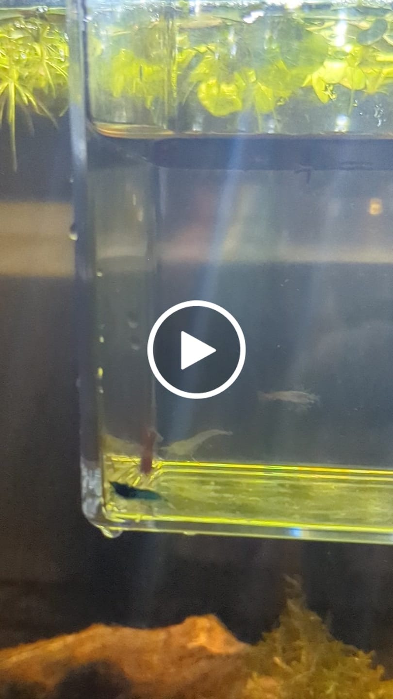 Customer video review of Skittles Shrimp