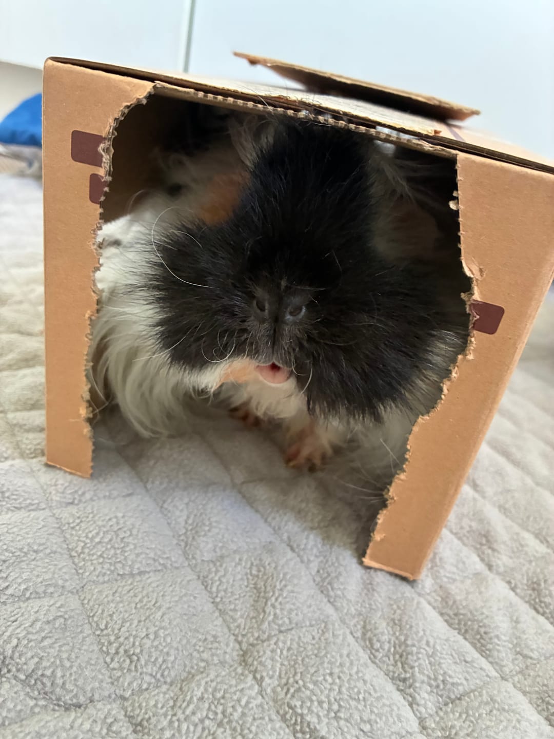 Customer photo review of GuineaDad Original Liner (No Pocket)